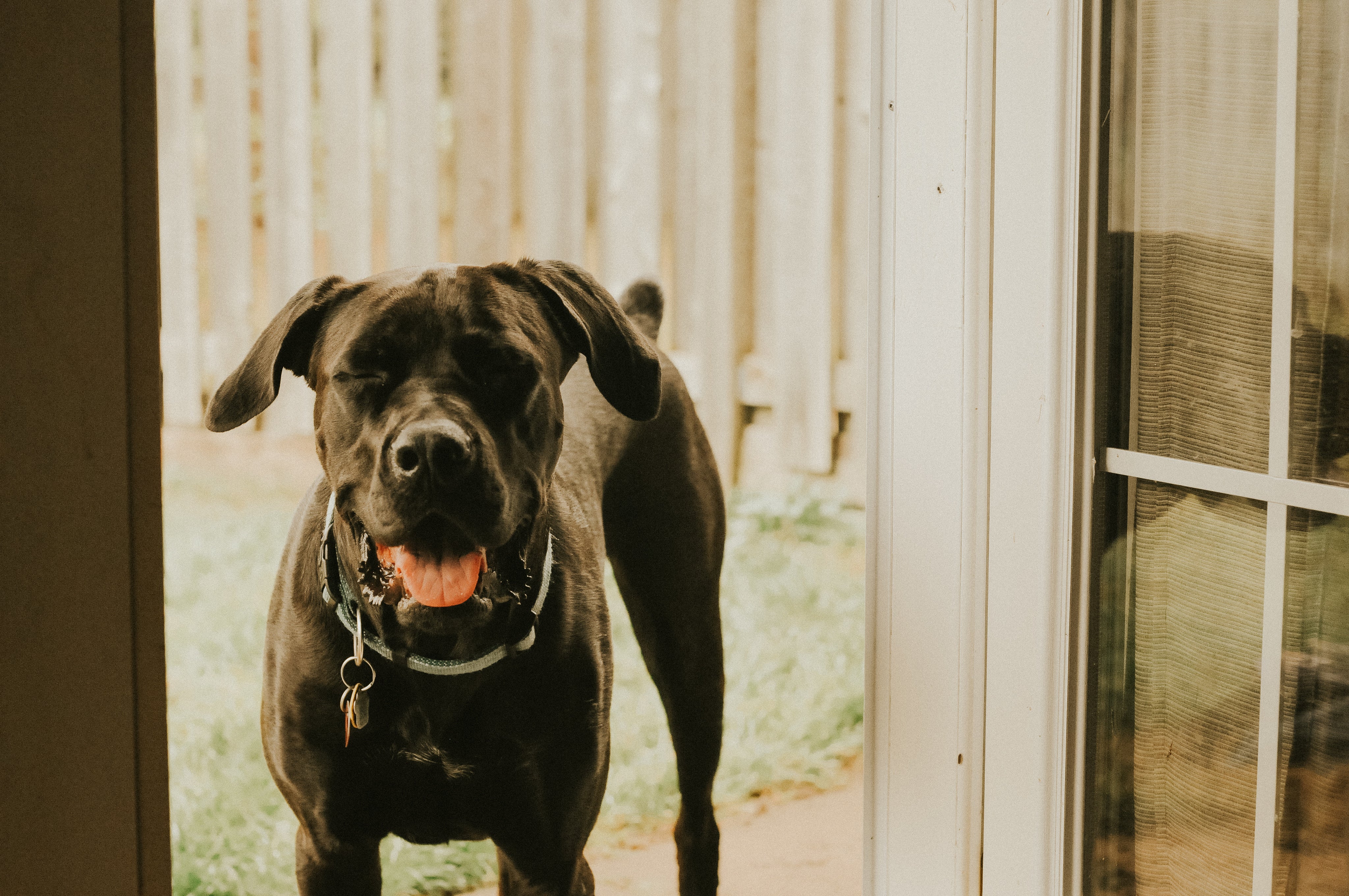 files/black-dog-panting-in-doorway.jpg