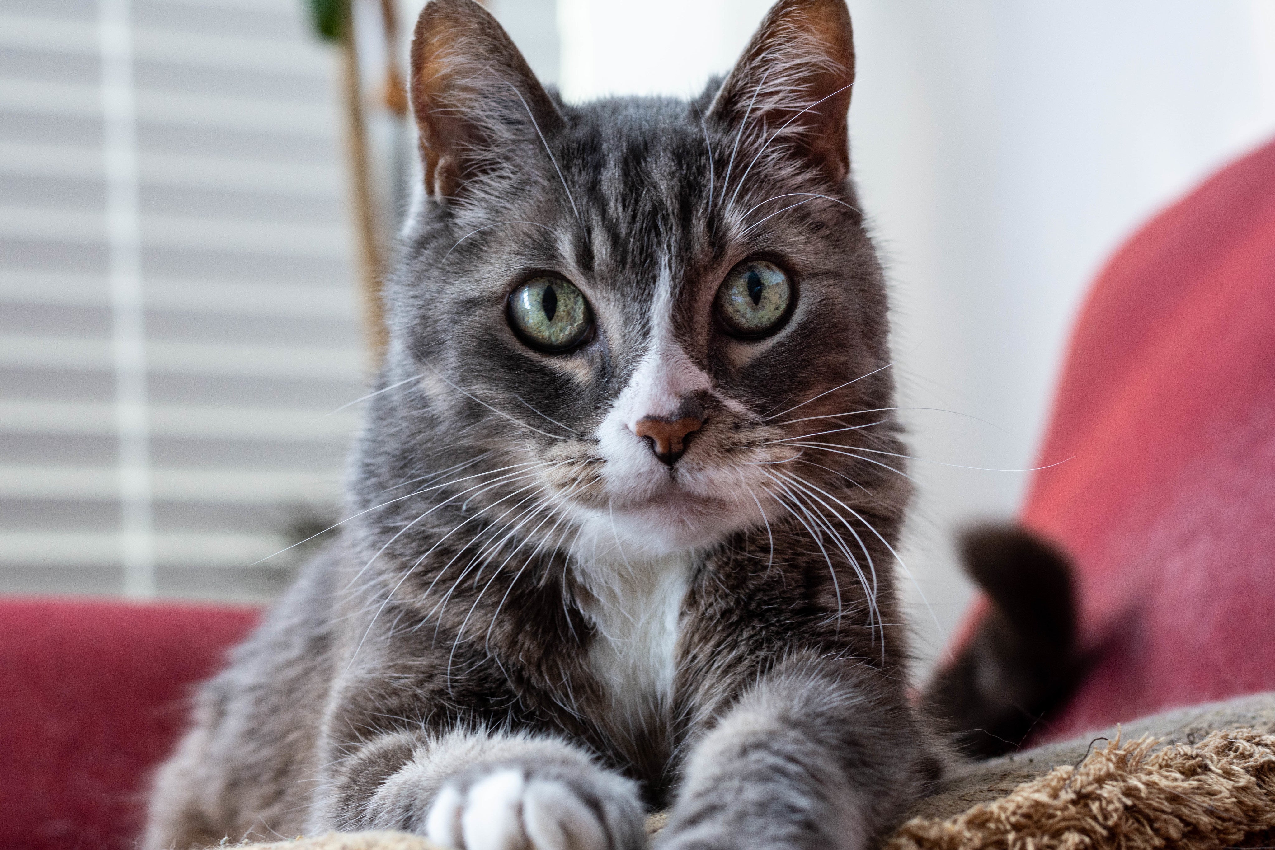 files/cat-poses-perfectly.jpg