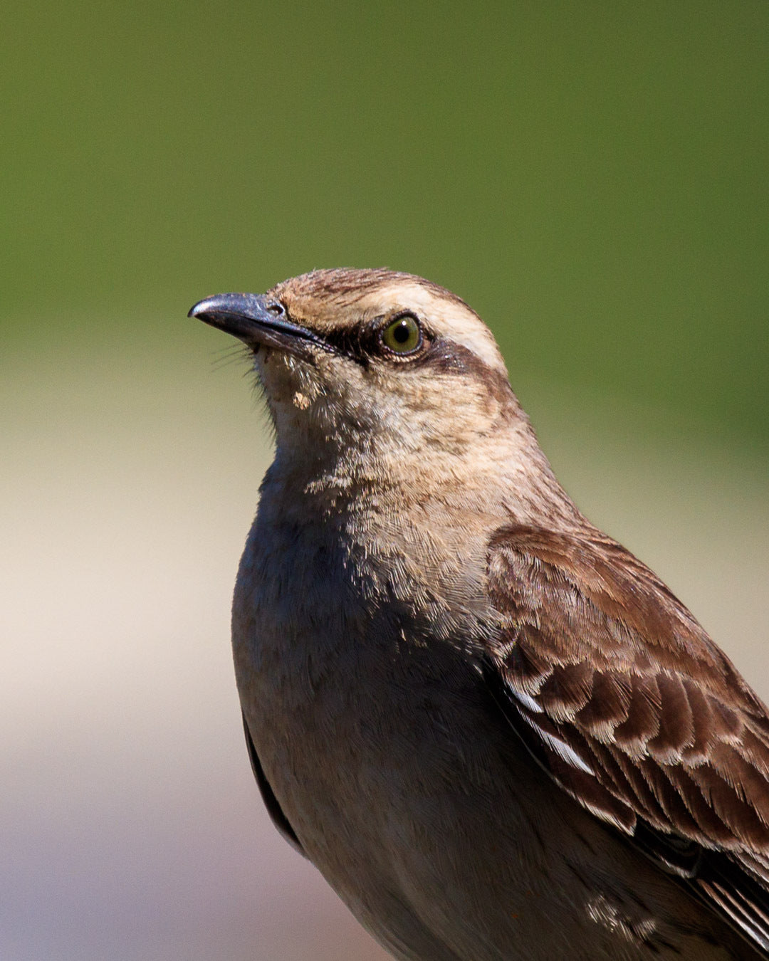 files/close-up-of-a-small-brown-bird-with-green-background.jpg