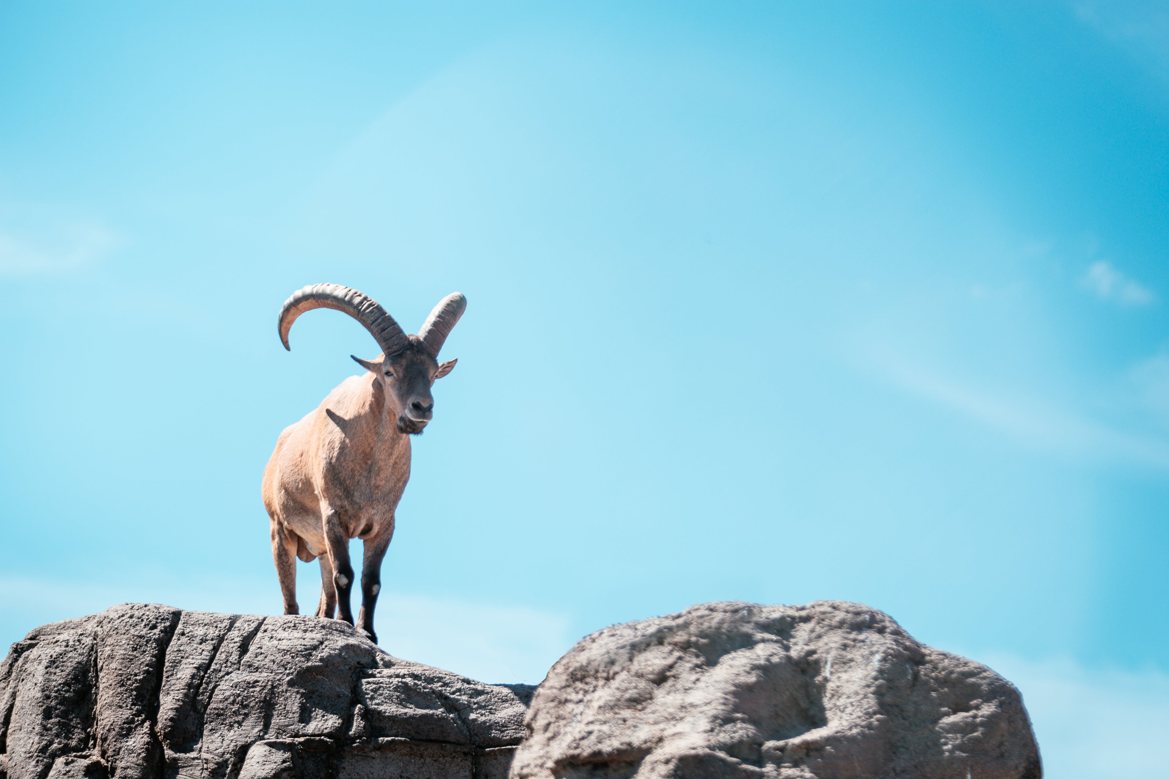 files/mountain-goat-on-top-of-rocky-terrain.jpg