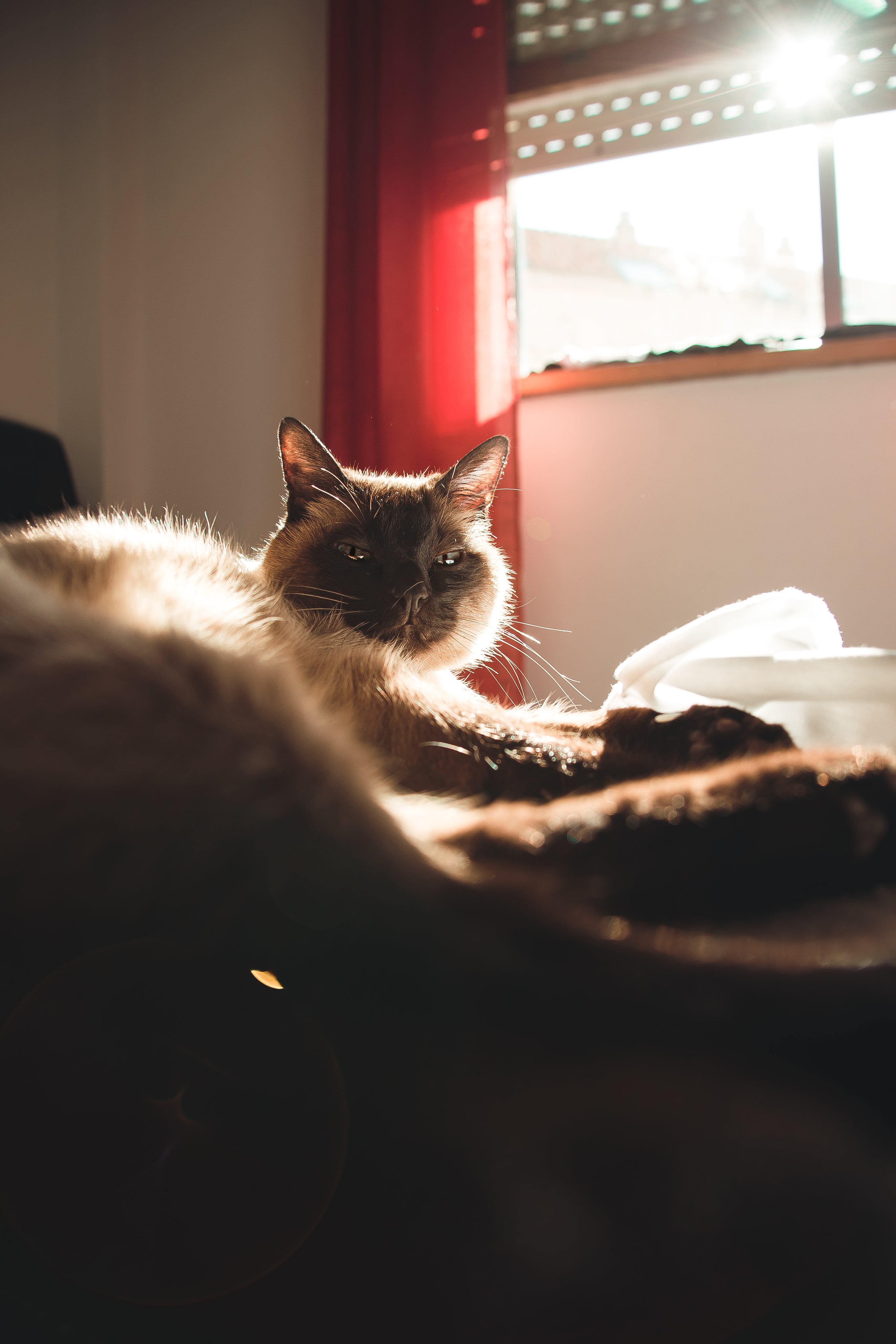 files/siamese-cat-nap-was-interrupted.jpg